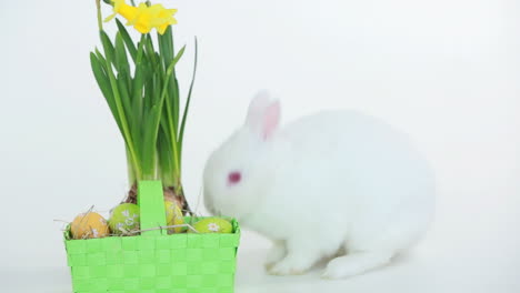 Easter-bunny-sniffing-basket-of-eggs-and-daffodils