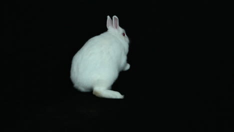 Fluffy-white-bunny-rabbit-