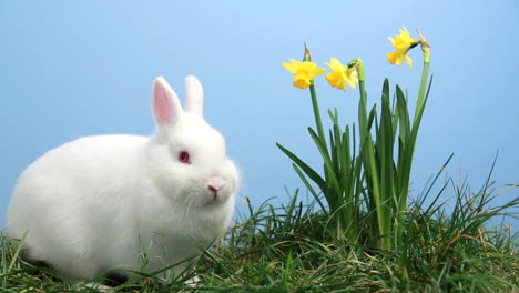 White-bunny-rabbit-sniffing-around-the-grass-with-yellow-daffodils