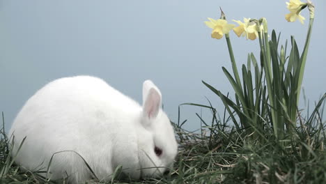 Bunny-rabbit-sniffing-around-the-grass-with-daffodils