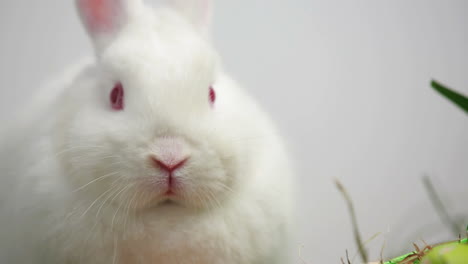 White-bunny-rabbit-on-white-background
