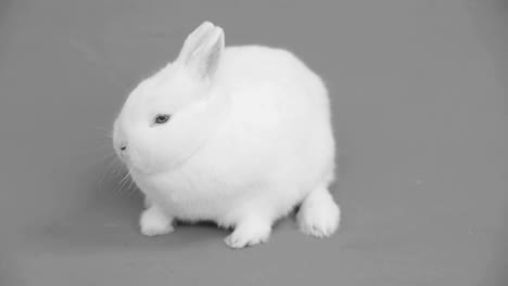 Fluffy-white-bunny-