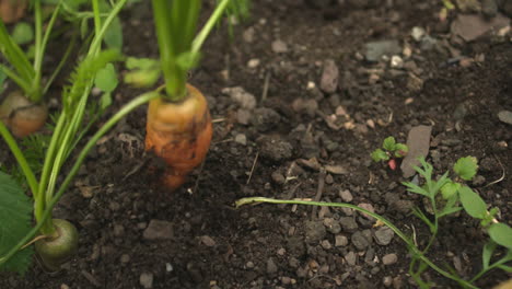 Carrot-being-pulled-out