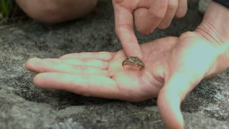 Kleiner-Frosch-Springt-Von-Einer-Hand