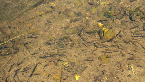 Pequeños-Peces-Nadando-En-La-Laguna