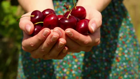 Close-up-on-womans-hands-holding-cherries