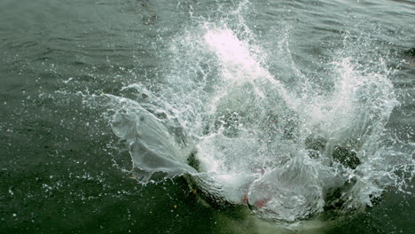 Man-in-wet-suit-doing-a-somersault-into-a-lake-in-reverse