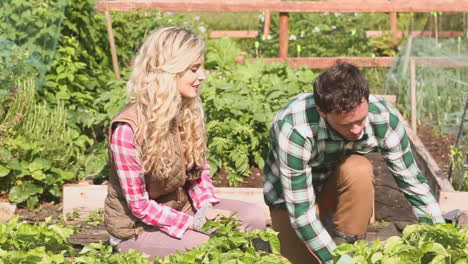 Attractive-couple-gardening-together