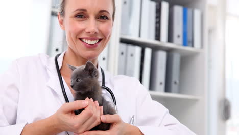 Vet-holding-a-grey-kitten