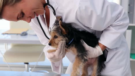 Vet-checking-a-yorkshire-terrier