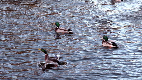 Patos-Nadando-En-El-Lago