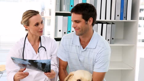 Vet-showing-xray-to-labradors-owner