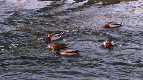 Ducks-swimming-on-the-lake