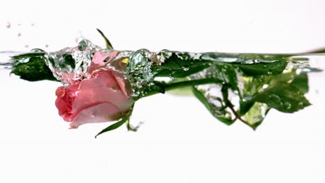 Pink-rose-falling-into-water