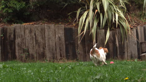 Dog-chasing-a-ball-in-the-garden
