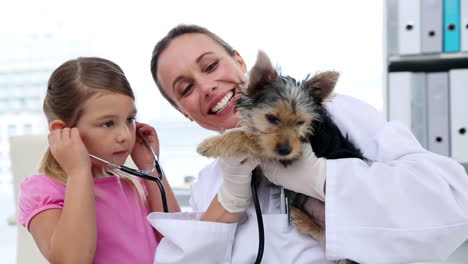 Kleines-Mädchen-Beobachtet-Tierarzt-Bei-Der-Untersuchung-Ihres-Yorkshire-Terriers