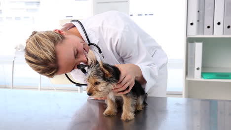 Veterinario-Revisando-Un-Yorkshire-Terrier