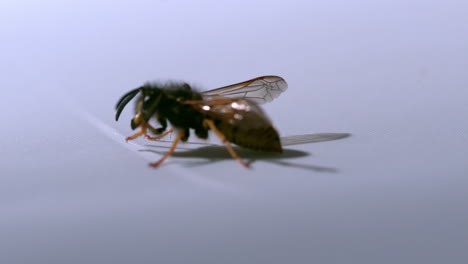 Common-wasp-moving-on-white-surface