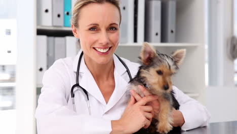 Veterinario-Revisando-Un-Yorkshire-Terrier