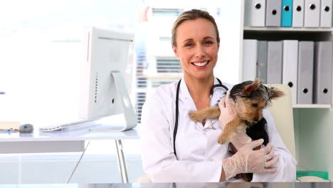 Tierarzt-Hält-Einen-Yorkshire-Terrier