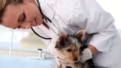 Tierarzt-Untersucht-Einen-Yorkshire-Terrier