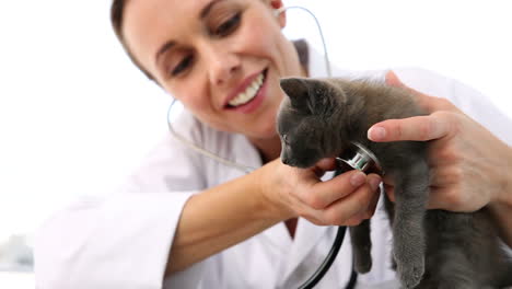 Tierarzt-Untersucht-Ein-Graues-Kätzchen
