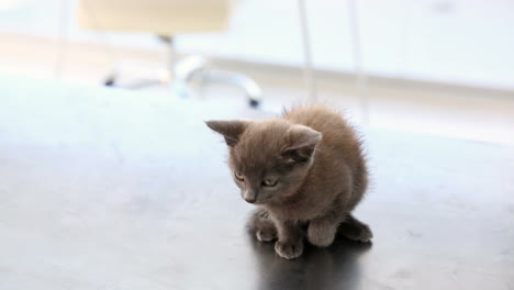 Gatito-Gris-Sentado-En-La-Mesa-Del-Veterinario