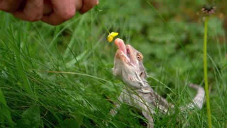 Lizard-eating-a-yellow-flower