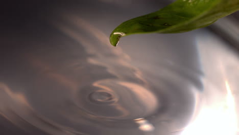 Drop-of-water-rolling-off-basil-leaf