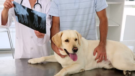 Vet-showing-xray-to-labradors-owner