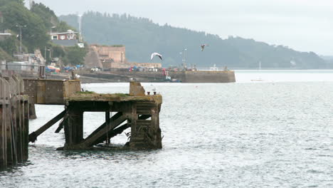 Möwen-Fliegen-über-Den-Hafen