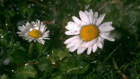 Wasser-Fällt-Auf-Gänseblümchen-Im-Garten