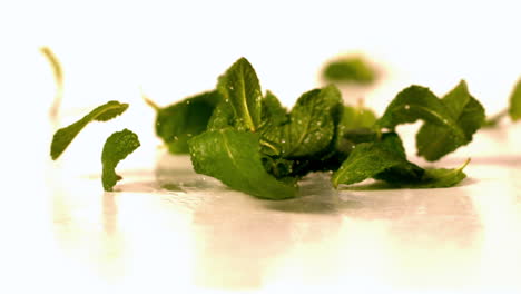 Fresh-mint-leaves-falling-onto-white-surface