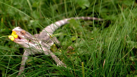 Bartagam,-Der-Eine-Butterblume-Auf-Dem-Gras-Isst