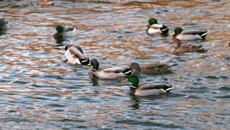 Patos-Nadando-En-El-Lago