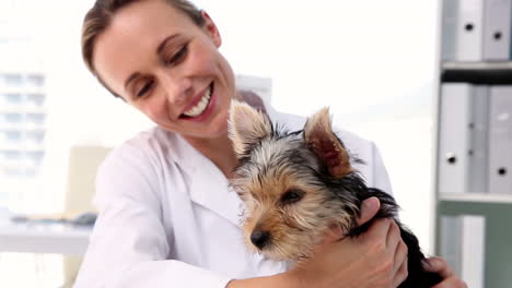 Tierarzt-Untersucht-Einen-Yorkshire-Terrier