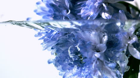 Blue-flowers-falling-into-water