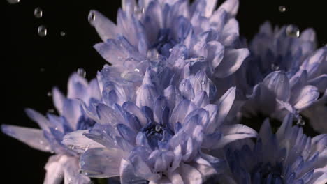 Water-dropping-onto-fresh-flowers