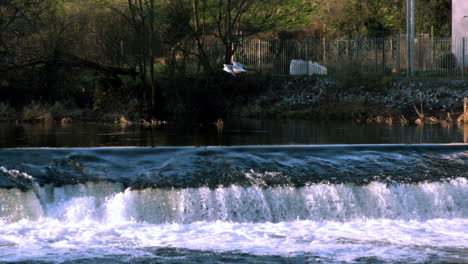 Seagull-flying-over-a-waterfall