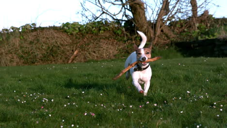 Cute-terrier-running-with-a-stick-in-the-countryside