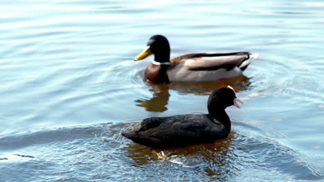 Dos-Patos-Nadando-En-Un-Lago