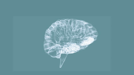Rotierende-Transparente-Grafik-Des-Menschlichen-Gehirns-