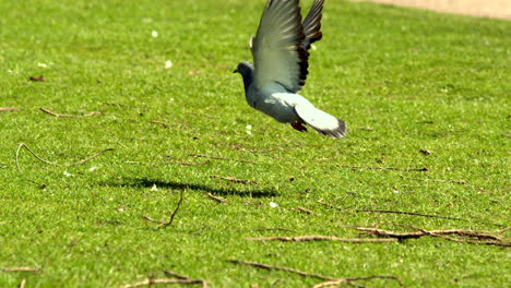 Pigeon-taking-off-from-grass