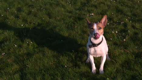 Cute-terrier-wagging-his-tail-looking-up-at-camera