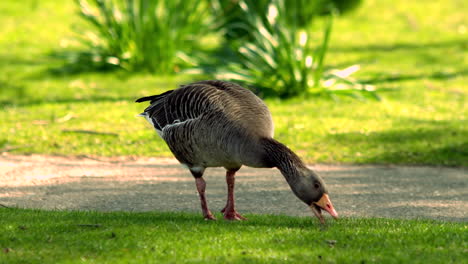 Duck-eating-grass-in-the-park