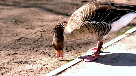 Pato-Picoteando-Algo-En-El-Suelo