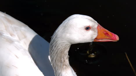 Schwan-Taucht-Mit-Seinem-Schnabel-In-Den-See