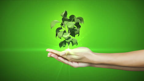 Hands-presenting-digital-green-plant-growing