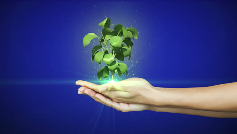 Hände-Präsentieren-Digitale-Grüne-Pflanze-Wächst