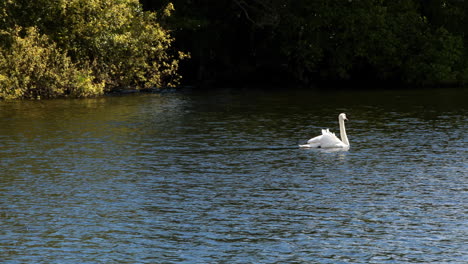 Anmutiger-Schwan-Schwimmt-über-Das-Wasser